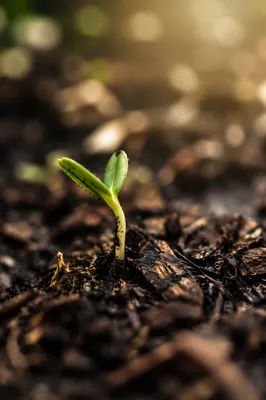 Evergreen Seedling Emerging in Morning Soil