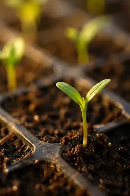 Young Seedling Emerging in Warm Sunlight