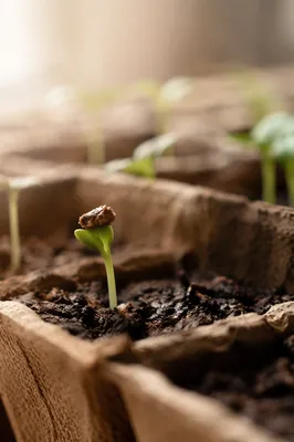 Seedling Emerging from Soil in Warm Light