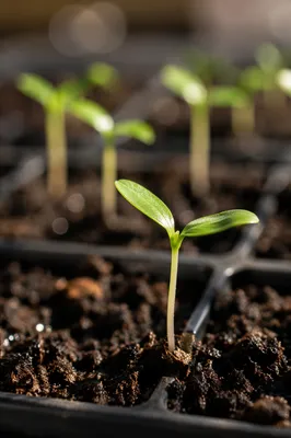 Hopeful Seedling Emerging from Moist Soil