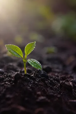 Fresh Seedling Sprouting in Morning Hope