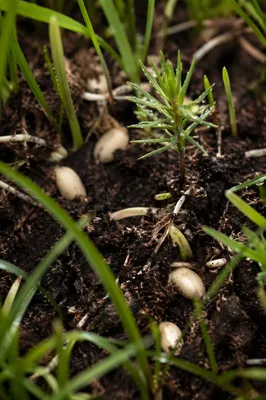 Evergreen Seedlings Sprouting in Morning Soil