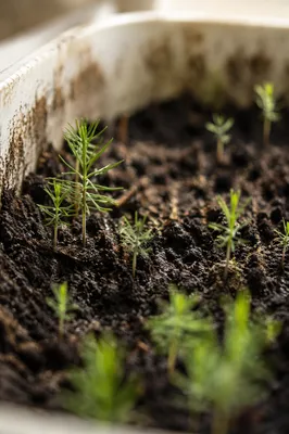 Evergreen Seedlings Sprouting in Humble Soil