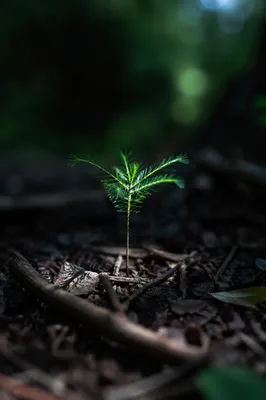 Evergreen Seedling Emerging in Forest Light