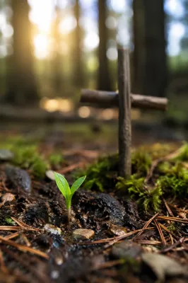 Evergreen Forest Sprout of Faith and Renewal