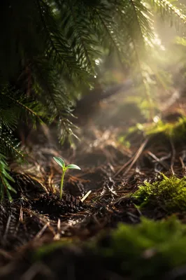 Seedling Sprouting in Evergreen Forest Soil