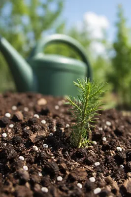 Evergreen Seedling Emerging From Rich Soil