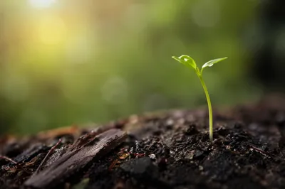 Seedling Emerging in Evergreen Morning Light