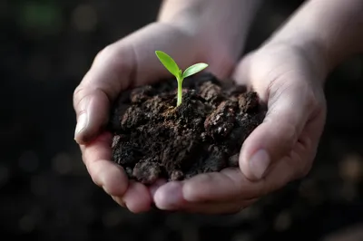 Evergreen Seedling in Caring Hands