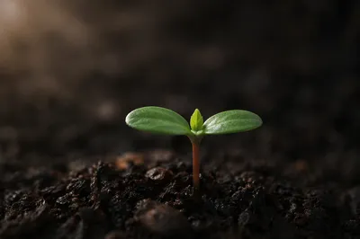 Evergreen Seedling Emerging from Dark Soil