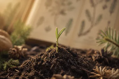Evergreen Seedling Sprouting in Morning Soil