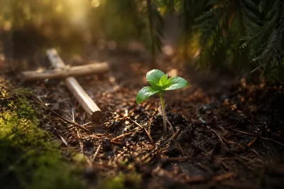 New Life Seedling on Evergreen Forest Floor