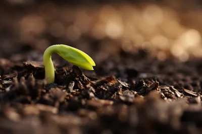 Tiny Seedling Emerging in Morning Soil