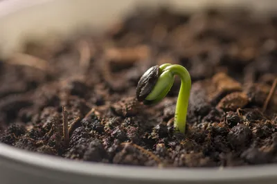 Evergreen Seedling Sprouting in Rich Soil