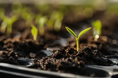 Fresh Seedling Sprouting in Morning Soil