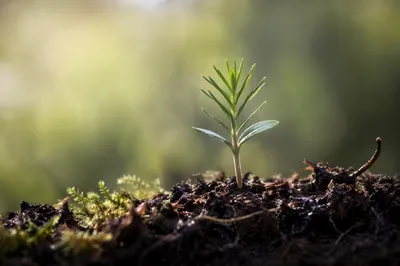 Evergreen Seedling Sprouting in Morning Soil