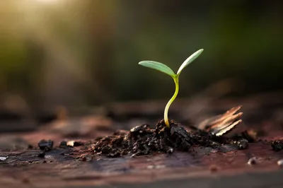 Evergreen Seedling Sprouting in Morning Light