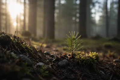 Evergreen Seedling Emerging in Morning Light