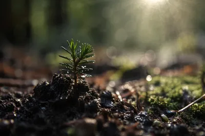 Evergreen Seedling Emerging in Morning Forest Soil