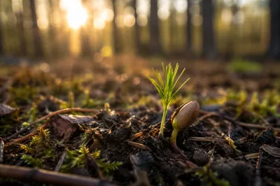 Evergreen Seedling Emerging in Golden Sunrise