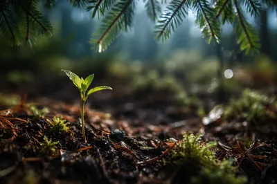 Hopeful Seedling Emerging in Evergreen Forest