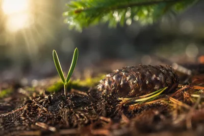 Evergreen Seedling Emerging from Forest Soil