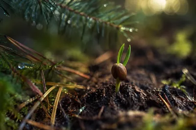 Evergreen Seedling Emerging Through Forest Soil