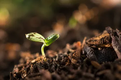 Evergreen Seedling Emerging from Forest Soil