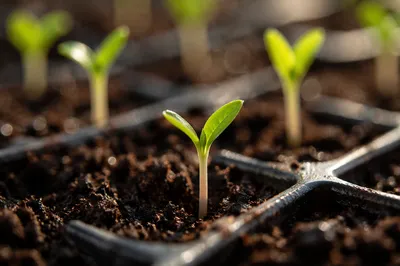 Seedling Emerging from Soil in Morning Light
