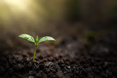 Tiny Seedling Emerging in Morning Hope