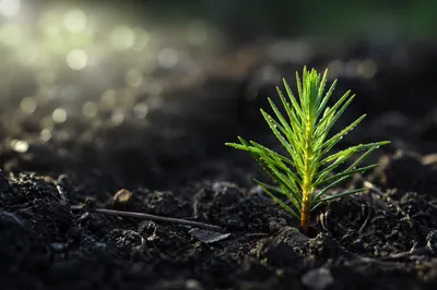 Evergreen Seedling Sprouting in Morning Light