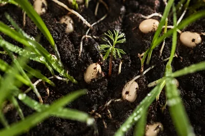 Evergreen Seedlings Sprouting in Morning Soil