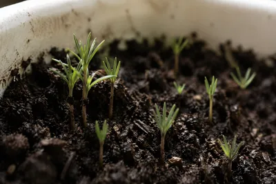 Evergreen Seedlings Sprouting in Humble Soil