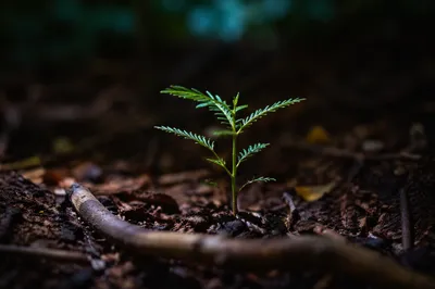 Evergreen Seedling Emerging in Forest Light