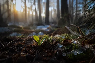 Evergreen Forest Seedling New Life