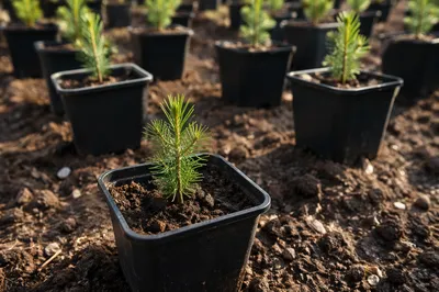 Evergreen Seedling Sprouting in Morning Soil
