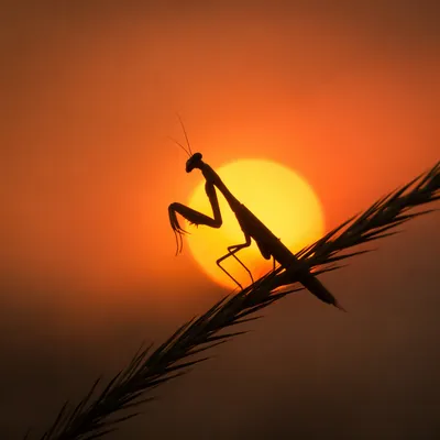 Praying Mantis Silhouette on Evergreen at Sunset