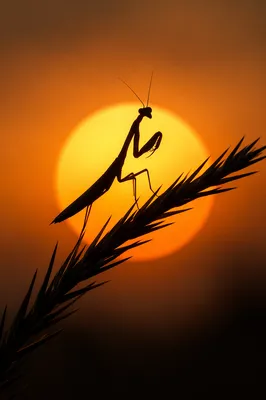Praying Mantis Silhouette at Golden Sunset