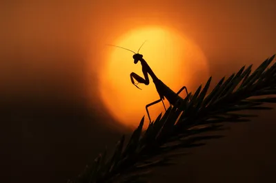 Praying Mantis Silhouette at Evergreen Sunset