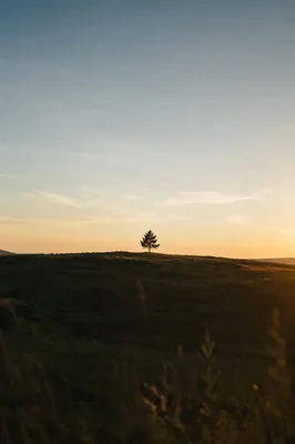 Lone Evergreen Tree in Golden Field
