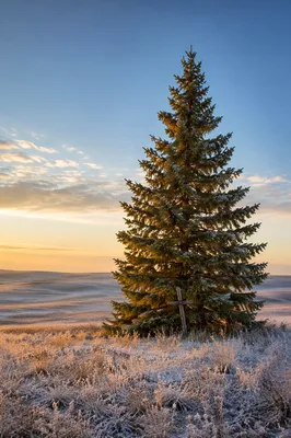 Solitary Evergreen Cross at Golden Hour