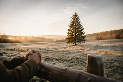 Lone Evergreen Tree in Golden Meadow
