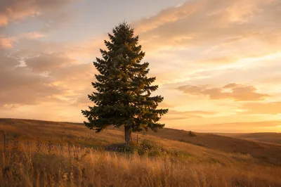 Solitary Evergreen Tree at Golden Hour