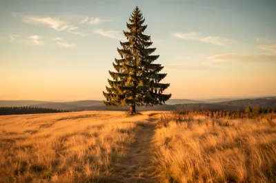Lone Evergreen Tree in Golden Field