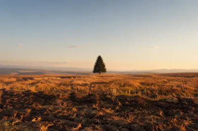 Lone Evergreen Tree in Golden Field