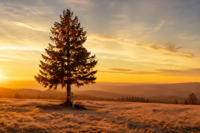 Lone Evergreen Tree at Golden Hour