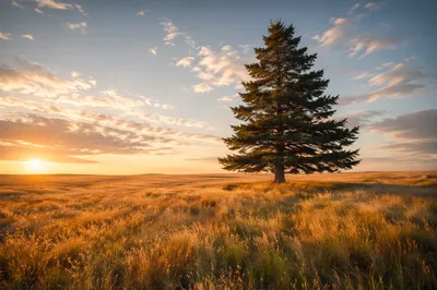 Lone Evergreen Tree in Golden Field