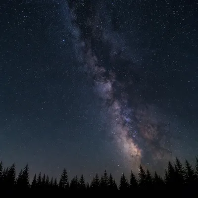 Milky Way Over Quiet Evergreen Forest