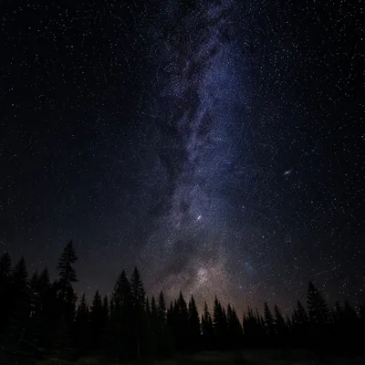 Milky Way Over Evergreen Forest