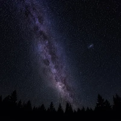 Milky Way Over Evergreen Treetops